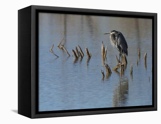 Great blue heron, Ardea Herodias, Bosque del Apache NWR, New Mexico-Maresa Pryor-Framed Stretched Canvas