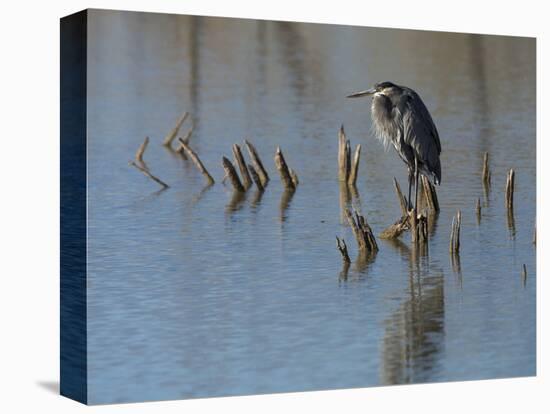 Great blue heron, Ardea Herodias, Bosque del Apache NWR, New Mexico-Maresa Pryor-Stretched Canvas