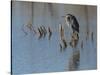 Great blue heron, Ardea Herodias, Bosque del Apache NWR, New Mexico-Maresa Pryor-Stretched Canvas