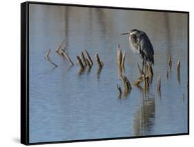 Great blue heron, Ardea Herodias, Bosque del Apache NWR, New Mexico-Maresa Pryor-Framed Stretched Canvas