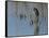 Great blue heron, Ardea Herodias, Bosque del Apache NWR, New Mexico-Maresa Pryor-Framed Stretched Canvas