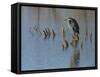 Great blue heron, Ardea Herodias, Bosque del Apache NWR, New Mexico-Maresa Pryor-Framed Stretched Canvas