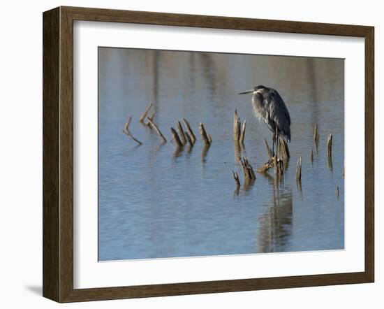 Great blue heron, Ardea Herodias, Bosque del Apache NWR, New Mexico-Maresa Pryor-Framed Premium Photographic Print