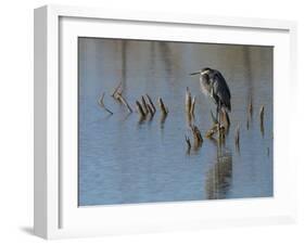 Great blue heron, Ardea Herodias, Bosque del Apache NWR, New Mexico-Maresa Pryor-Framed Premium Photographic Print