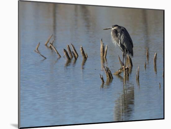 Great blue heron, Ardea Herodias, Bosque del Apache NWR, New Mexico-Maresa Pryor-Mounted Premium Photographic Print