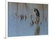 Great blue heron, Ardea Herodias, Bosque del Apache NWR, New Mexico-Maresa Pryor-Framed Photographic Print