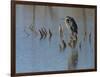 Great blue heron, Ardea Herodias, Bosque del Apache NWR, New Mexico-Maresa Pryor-Framed Photographic Print