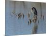 Great blue heron, Ardea Herodias, Bosque del Apache NWR, New Mexico-Maresa Pryor-Mounted Photographic Print