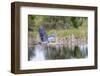 Great blue heron (Ardea Herodias) flying. Viera Wetlands, Brevard County, Florida.-Richard & Susan Day-Framed Photographic Print