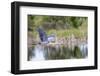 Great blue heron (Ardea Herodias) flying. Viera Wetlands, Brevard County, Florida.-Richard & Susan Day-Framed Photographic Print