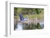 Great blue heron (Ardea Herodias) flying. Viera Wetlands, Brevard County, Florida.-Richard & Susan Day-Framed Photographic Print