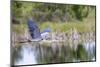 Great blue heron (Ardea Herodias) flying. Viera Wetlands, Brevard County, Florida.-Richard & Susan Day-Mounted Photographic Print