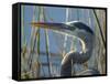 Great Blue Heron, Ardea Herodias, Viera Wetlands, Florida, Usa-Maresa Pryor-Framed Stretched Canvas