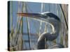 Great Blue Heron, Ardea Herodias, Viera Wetlands, Florida, Usa-Maresa Pryor-Stretched Canvas