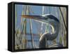 Great Blue Heron, Ardea Herodias, Viera Wetlands, Florida, Usa-Maresa Pryor-Framed Stretched Canvas