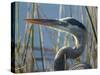 Great Blue Heron, Ardea Herodias, Viera Wetlands, Florida, Usa-Maresa Pryor-Stretched Canvas