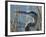 Great Blue Heron, Ardea Herodias, Viera Wetlands, Florida, Usa-Maresa Pryor-Framed Photographic Print
