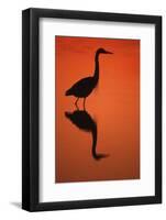 Great Blue Heron at Sunset, J.N. Ding Darling National Wildlife Reserve, Florida-Richard and Susan Day-Framed Photographic Print