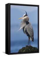 Great Blue Heron, Attempting to Preen on a Windy Day-Ken Archer-Framed Stretched Canvas