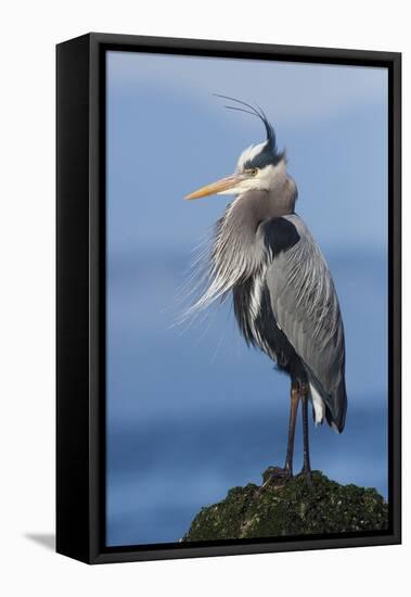 Great Blue Heron, Attempting to Preen on a Windy Day-Ken Archer-Framed Stretched Canvas