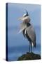 Great Blue Heron, Attempting to Preen on a Windy Day-Ken Archer-Stretched Canvas