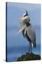 Great Blue Heron, Attempting to Preen on a Windy Day-Ken Archer-Stretched Canvas