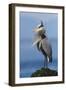 Great Blue Heron, Attempting to Preen on a Windy Day-Ken Archer-Framed Photographic Print