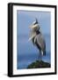 Great Blue Heron, Attempting to Preen on a Windy Day-Ken Archer-Framed Photographic Print