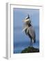 Great Blue Heron, Attempting to Preen on a Windy Day-Ken Archer-Framed Photographic Print