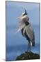 Great Blue Heron, Attempting to Preen on a Windy Day-Ken Archer-Mounted Photographic Print