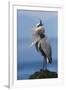 Great Blue Heron, Attempting to Preen on a Windy Day-Ken Archer-Framed Photographic Print