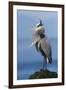 Great Blue Heron, Attempting to Preen on a Windy Day-Ken Archer-Framed Photographic Print