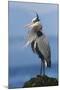 Great Blue Heron, Attempting to Preen on a Windy Day-Ken Archer-Mounted Photographic Print