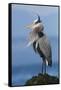 Great Blue Heron, Attempting to Preen on a Windy Day-Ken Archer-Framed Stretched Canvas