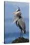 Great Blue Heron, Attempting to Preen on a Windy Day-Ken Archer-Stretched Canvas