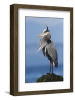 Great Blue Heron, Attempting to Preen on a Windy Day-Ken Archer-Framed Photographic Print