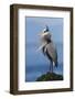 Great Blue Heron, Attempting to Preen on a Windy Day-Ken Archer-Framed Photographic Print