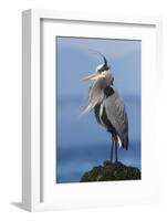 Great Blue Heron, Attempting to Preen on a Windy Day-Ken Archer-Framed Photographic Print