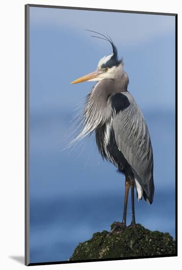 Great Blue Heron, Attempting to Preen on a Windy Day-Ken Archer-Mounted Photographic Print