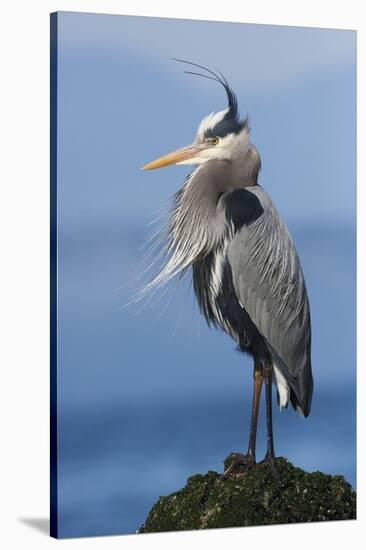 Great Blue Heron, Attempting to Preen on a Windy Day-Ken Archer-Stretched Canvas