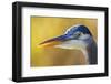 Great Blue Heron, Autumn Close-Up-Ken Archer-Framed Photographic Print