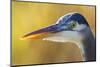 Great Blue Heron, Autumn Close-Up-Ken Archer-Mounted Photographic Print