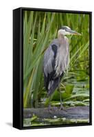 Great Blue Heron Bird, Juanita Bay Wetland, Washington, USA-Jamie & Judy Wild-Framed Stretched Canvas