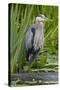 Great Blue Heron Bird, Juanita Bay Wetland, Washington, USA-Jamie & Judy Wild-Stretched Canvas