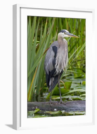 Great Blue Heron Bird, Juanita Bay Wetland, Washington, USA-Jamie & Judy Wild-Framed Photographic Print