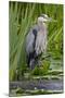 Great Blue Heron Bird, Juanita Bay Wetland, Washington, USA-Jamie & Judy Wild-Mounted Photographic Print