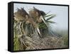 Great Blue Heron Chicks in Nest Looking for Bugs, Ardea Herodias, Viera Wetlands, Florida, USA-Maresa Pryor-Framed Stretched Canvas