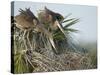 Great Blue Heron Chicks in Nest Looking for Bugs, Ardea Herodias, Viera Wetlands, Florida, USA-Maresa Pryor-Stretched Canvas