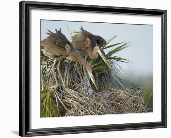 Great Blue Heron Chicks in Nest Looking for Bugs, Ardea Herodias, Viera Wetlands, Florida, USA-Maresa Pryor-Framed Photographic Print