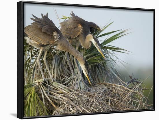 Great Blue Heron Chicks in Nest Looking for Bugs, Ardea Herodias, Viera Wetlands, Florida, USA-Maresa Pryor-Framed Photographic Print